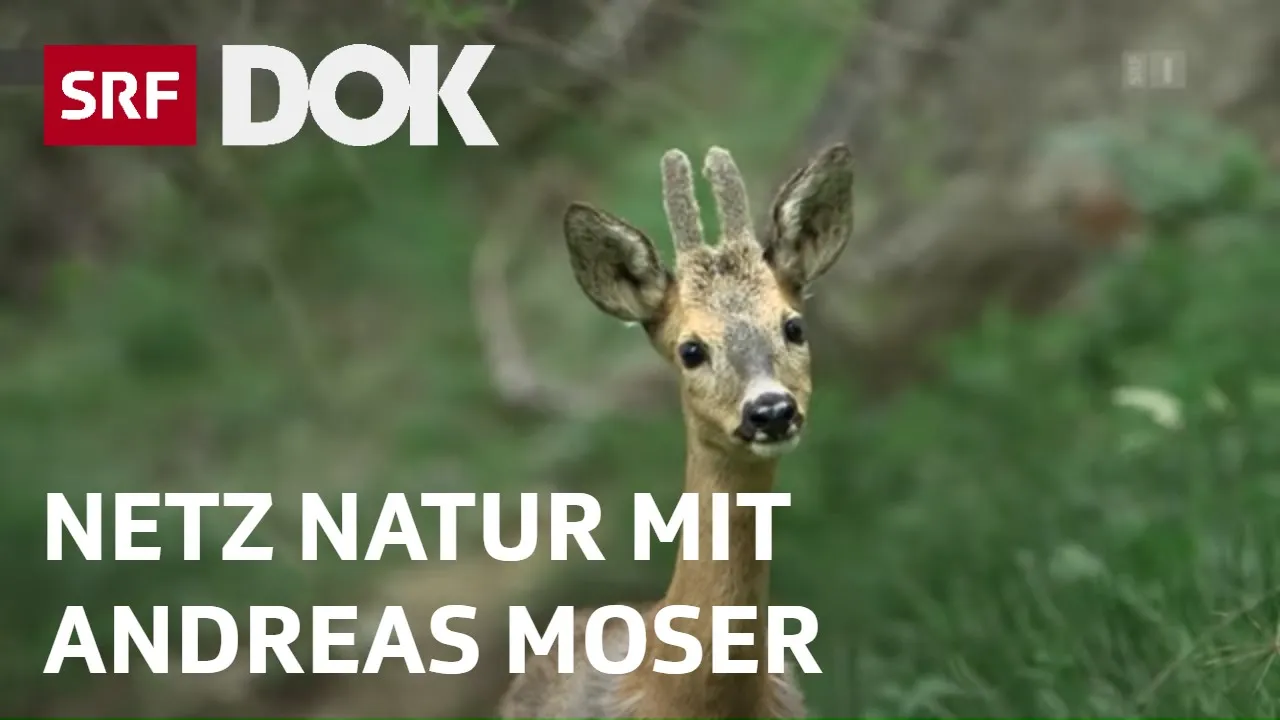 Magische Momente aus 30 Jahren NETZ NATUR mit Andreas Moser | DOK | SRF Wissen