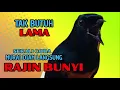 Lagu Pancingan PAGI-PAGI AGAR MURAI GACOR❗sekali coba murai DIAM langsung bunyi