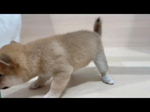 動画