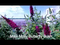 Buddleia Miss Molly Butterfly Bush SHOWY Fragrant flowers Deer Proof Non-Invasive Shrub