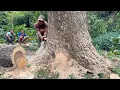 Download Lagu Dangerous work... Cutdown a big tree near the house‼️