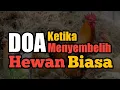 Lagu Doa Ketika Menyembelih Hewan Biasa Sesuai Syariat | Ternak * Ayam * Unggas dll