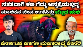  bettad huli simple siddu