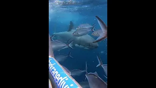 Shark Cage Diving, Port Lincoln South Australia