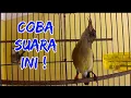 Download Lagu HITUNGAN DETIK PASTI KONIN NYAUT \u0026 GACOR ! Pancingan Singkat Kolibri Ninja Bahan, Terapi Konin Ijoan