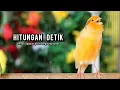 Download Lagu kenari gacor panjang AMPUH buat pancingan kenari dan masteran kenari paud belajar bunyi NYAUT