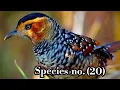 Download Lagu SPOTTED LAUGHINGTHRUSH. with  beautiful and sharp call at Eaglenest Wildlife Sanctuary