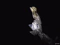 Common potoo sounds