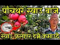 Download Lagu पाचथरमा लटरम्म स्याउ फलाएर एक सिजनमै लाखौ कमाउने 61बर्से मुखिया काका panchthar apple  farming