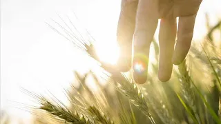 Зеленеє жито зелене Українська народна пісня 