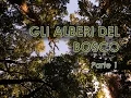Lagu Gli alberi del bosco - Parte 1/3