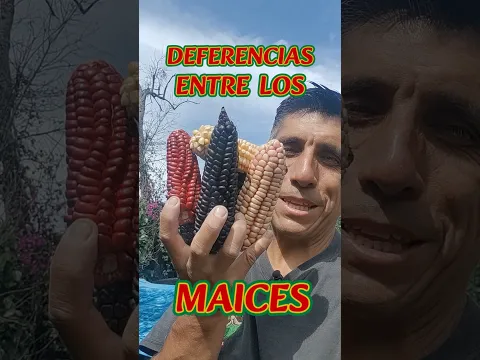 TIPOS DE MAICES POR TEXTURA, DIFERENCIAS RELEVANTES #maíz #agricultura