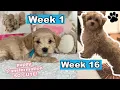 Maltipoo Puppy Growing Up Week 1 to Week 16 Puppy Transformation