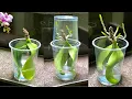 Download Lagu Growing Orchid Leaves In Water Without Roots Will Grow Roots Fast In This New Way