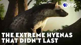 The Extreme Hyenas That Didn t Last