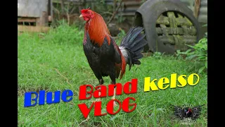 Download Blueband Kelso VLOG (Kelso line) MP3