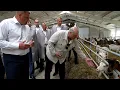 Download Lagu Лукашенко: Сколько у тебя коз на одного козла? // Ферма по содержанию и выращиванию племенных коз