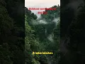 Lagu relaksasi suara burung di hutan Amazon meditasi