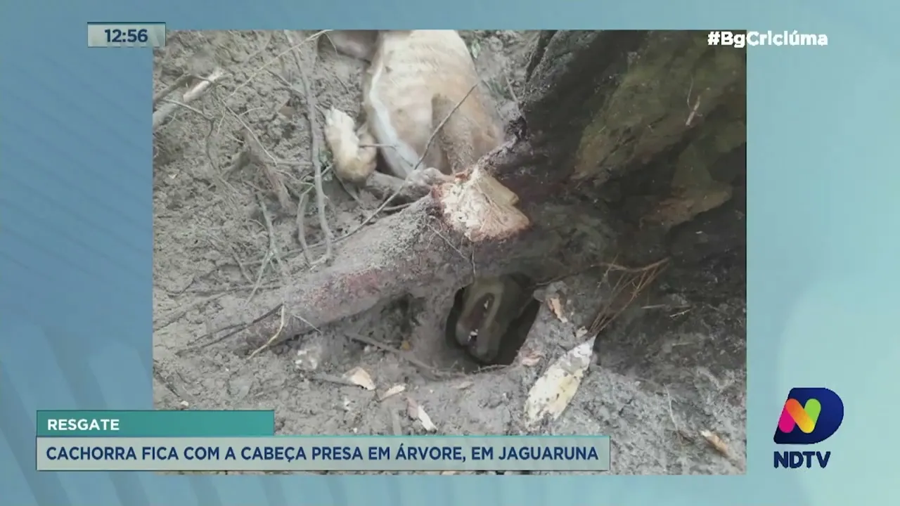 Cachorra fica com a cabeça presa em árvore em Jaguaruna