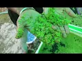 Download Lagu Azolla and Duckweed (Lemna Minor) Farming Techniques