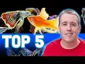 Lagu My TOP 5 LIVEBEARER AQUARIUM FISH