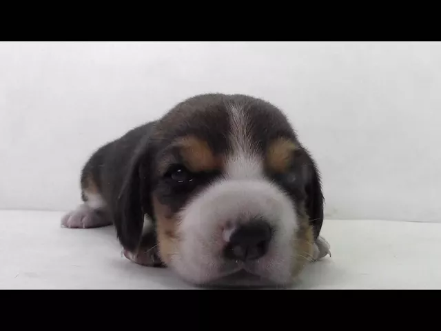 動画