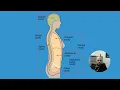 Medical Terminology Body Structure