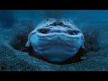Horn Shark Escapes Being Eaten Alive Planet Earth III BBC Earth