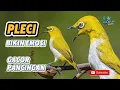 Download Lagu SUARA BURUNG PLECI GACOR #kicaumania #plecimania #plecigacornembak