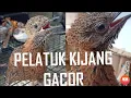 Download Lagu PELATUK KIJANG GACOR COCOK UNTUK MASTERAN