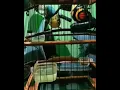 Download Lagu PLECI LEGENDARIS.!!! Dengarkan baik-baik kicauanya