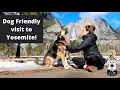 How Dog Friendly is Yosemite Yosemite Valley Tour Female Solo Travel Vlog Sponsored by Waggle