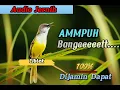 Download Lagu Suara Pikat Burung Ciblek Paling Ammpuh...