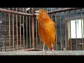Download Lagu Burung kenari yang sangat terampil || Kicauannya luar biasa