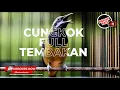 Download Lagu Full Tembakan Ak47 Isian Cucak Cungkok Super Gacor Masteran Terbaru 2023