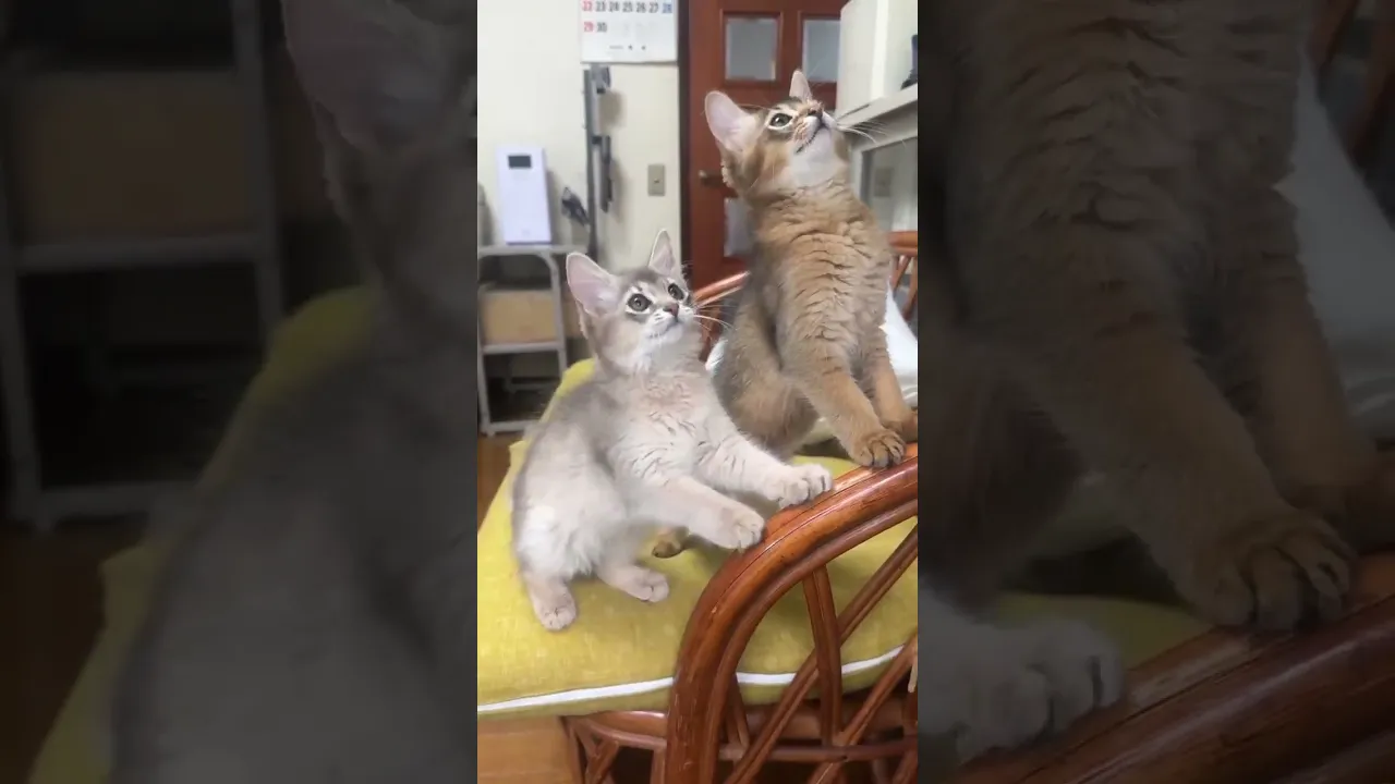 動画