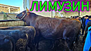 1.76см БУКА КЕЛДИ 🤯 ӨЗГӨН БУКА БАЗАРЫ  #бука
