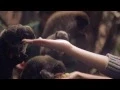 Download Lagu Little Mix at the Zoo