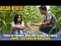 Lagu Petani Ini Temukan Gadis SMA Tersesat di Ladang Jagung... Tapi Semua Berakhir Tragis
