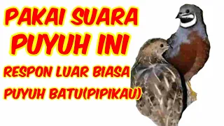 Download SUARA PIKAT PUYUH BATU TERBARU WAJIB DI COBA MP3
