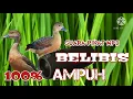 Download Lagu suara pikat belibis wajib coba.