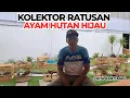 Download Lagu HALAMAN RUMAH PENUH DENGAN AYAM HUTAN HIJAU!!! MP3