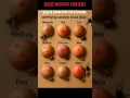 Identifying Insect Bites