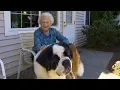 The special friendship between a neighbor and Brody the St Bernard