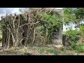 A House Consumed by Nature! Massive Tree Roots Rip Through Walls During Cleanup