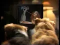 Download Lagu Lady and the Tramp Disney VHS Commercial 1 (1998)
