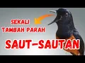 Download Lagu SEKALI PUTAR, MURAI BATU FULL NEMBAK !! PANCINGAN murai batu agar bunyi jadikan burung murai GACOR