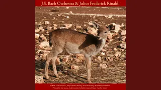 Download Violin Concerto in A Minor, No. 1, BWV 1041: II. Andante MP3