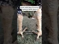 sisik naga temurun menurut botoh tua