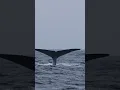 Download Lagu The Largest animal The Blue whale Pooped!